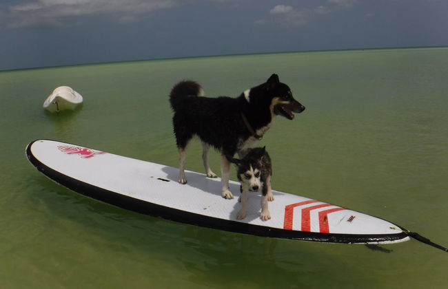 Paddle à Holbox - Photo 2