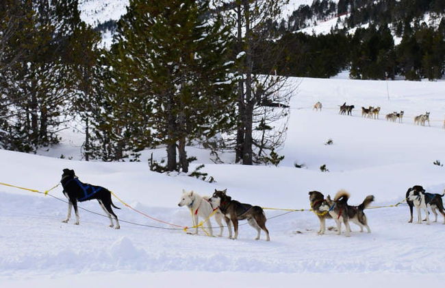 Paseo en trineo de perros por Grandvalira - Foto 7