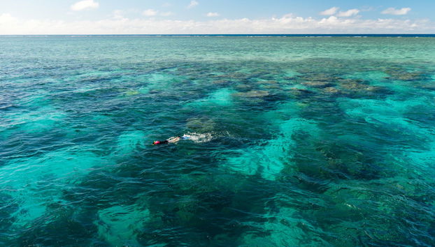Introduction to Diving in the Great Barrier Reef - Foto 4