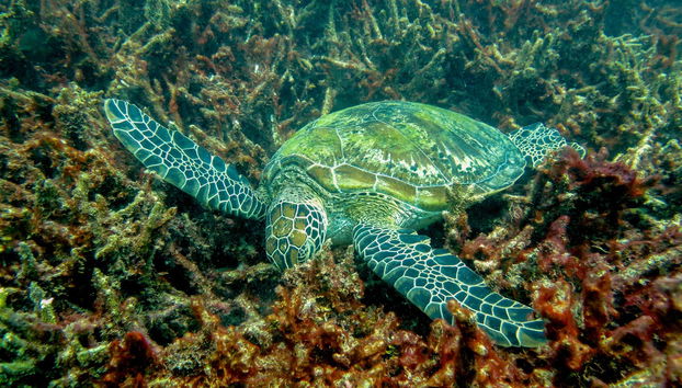 Introduction to Diving in the Great Barrier Reef - Foto 3