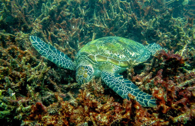 Bautismo de buceo en la Gran Barrera de Coral - Foto 3