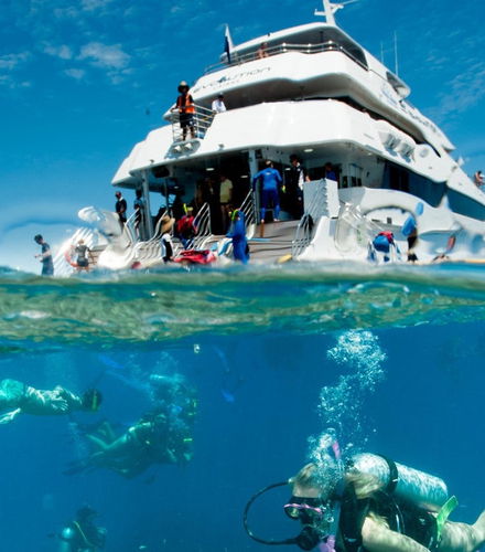 Foto - Immersione per principianti nella Grande Barriera Corallina