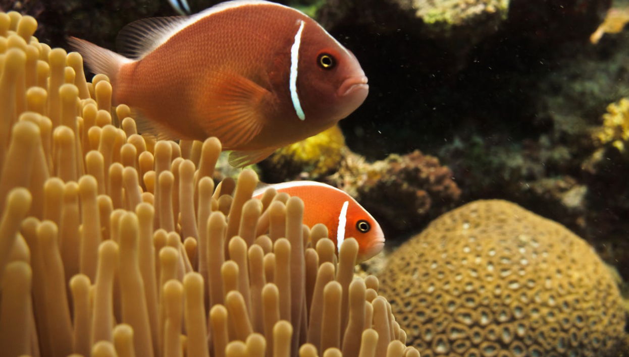 Introduction to Diving in the Great Barrier Reef - Foto 1