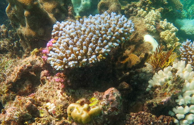 Batismo de mergulho na Grande Barreira de Corais - Foto 4