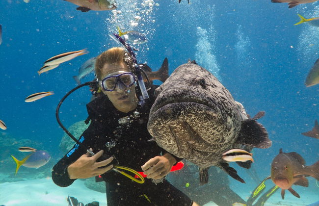 Bautismo de buceo en la Gran Barrera de Coral - Foto 7