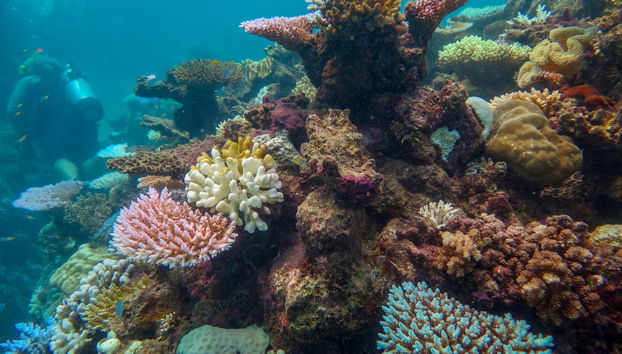 Introduction to Diving in the Great Barrier Reef - Foto 5