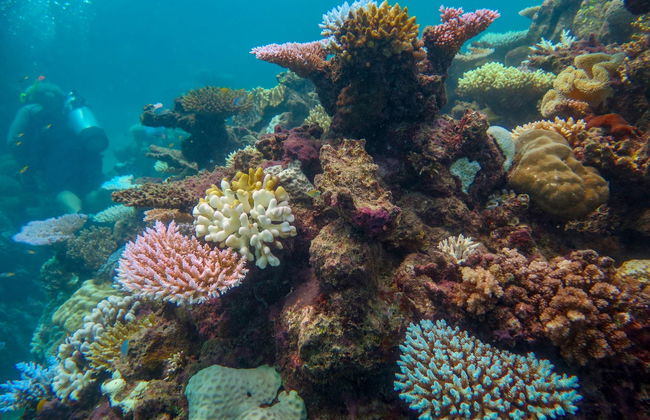 Bautismo de buceo en la Gran Barrera de Coral - Foto 5