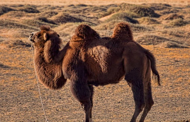 Semi Gobi Desert Tour - Photo 2