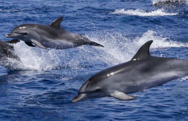 Avistamiento de delfines en Fuzeta - Foto 7