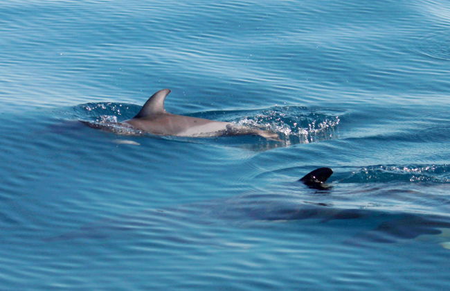 Avistamiento de delfines en Fuzeta - Foto 2