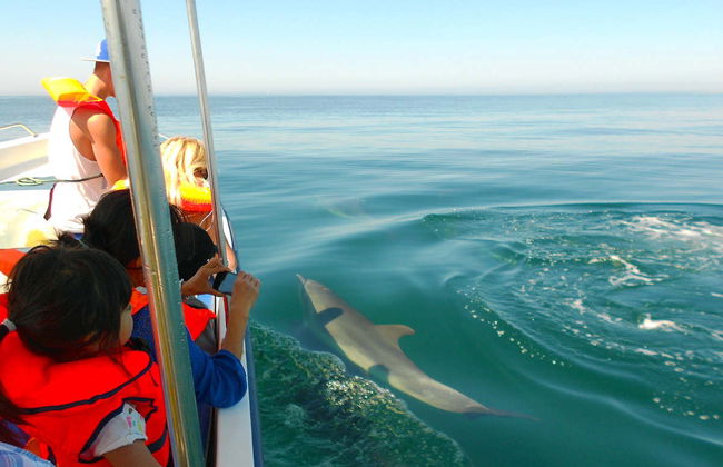 Avistamiento de delfines en Fuzeta - Foto 3