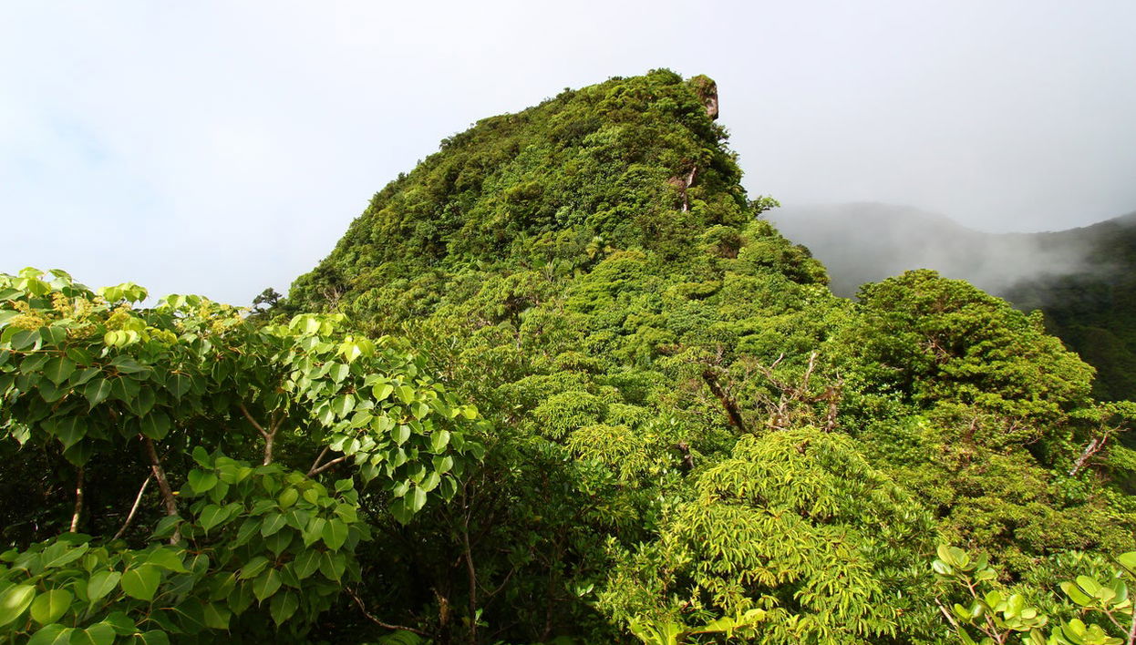 Liamuiga Volcano Hiking Activity - Photo 1