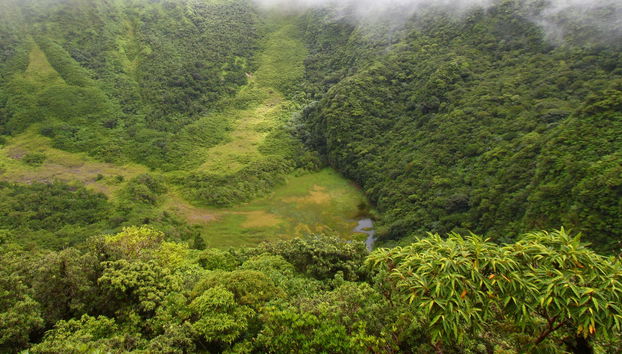 Liamuiga Volcano Hiking Activity - Photo 5
