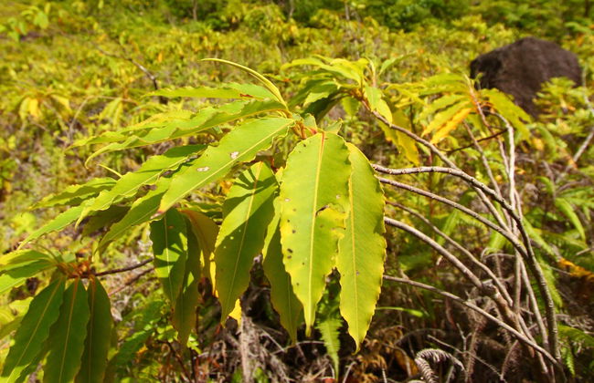 Liamuiga Volcano Hiking Activity - Photo 7