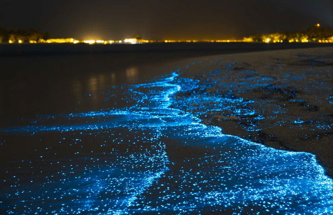 Excursión nocturna a la Laguna Luminosa - Foto 4