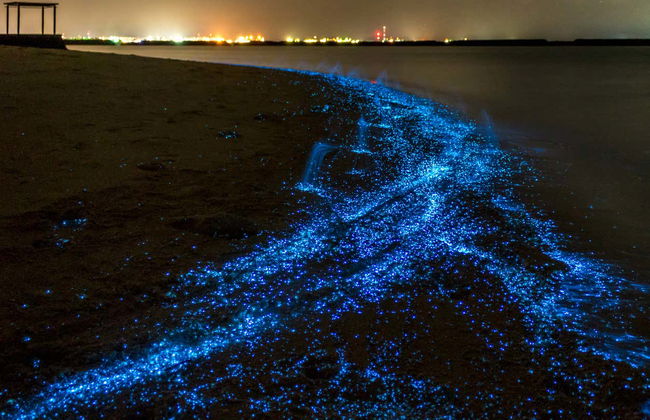 Excursión nocturna a la Laguna Luminosa - Foto 7