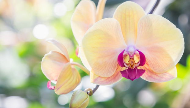 Excursão a Rioja e Moyobamba - Foto 2