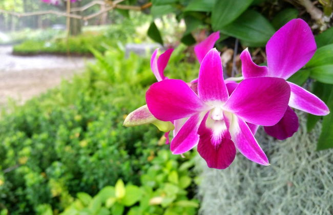 Excursão a Rioja e Moyobamba - Foto 1