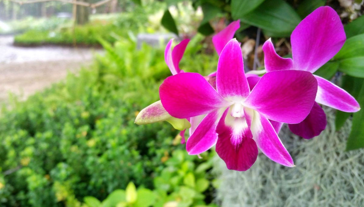 Excursão a Rioja e Moyobamba - Foto 1