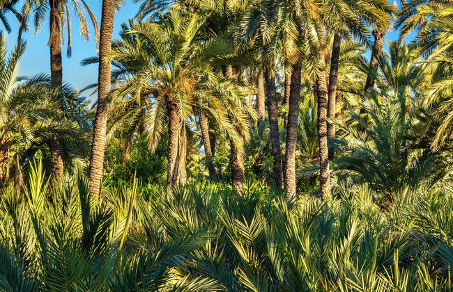 Excursión a la isla de Tabarca y el palmeral de Elche - Photo 3