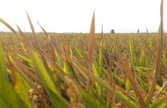 Visite du delta de l’Èbre - Photo 4