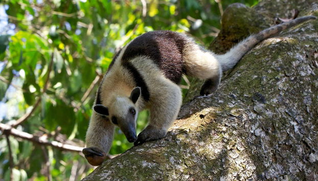 Tour to San Pedrillo - Foto 2