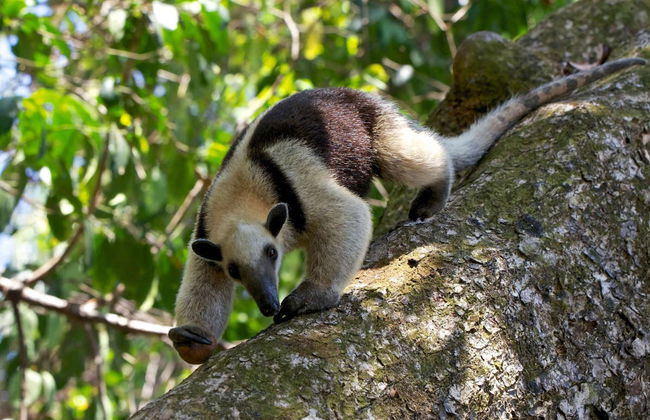 Tour to San Pedrillo - Foto 2
