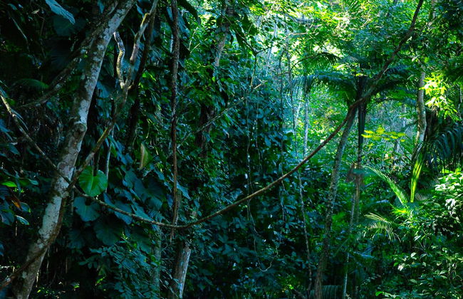 Randonnée à Praia do Sono - Photo 3