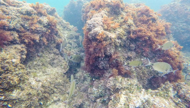 Excursión a los cabos de Jávea e isla de Portichol en barco - Foto 2