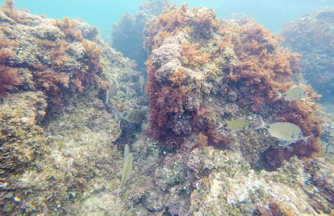 Excursión a los cabos de Jávea e isla de Portichol en barco - Foto 2