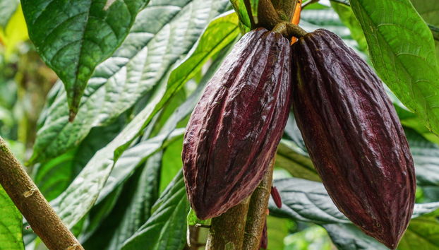 Tour del café y el chocolate - Foto 2