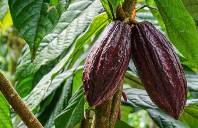 Tour del café y el chocolate - Foto 2