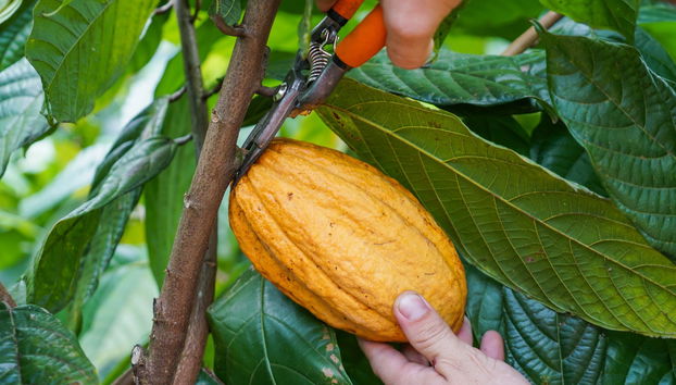 Tour del café y el chocolate - Foto 5