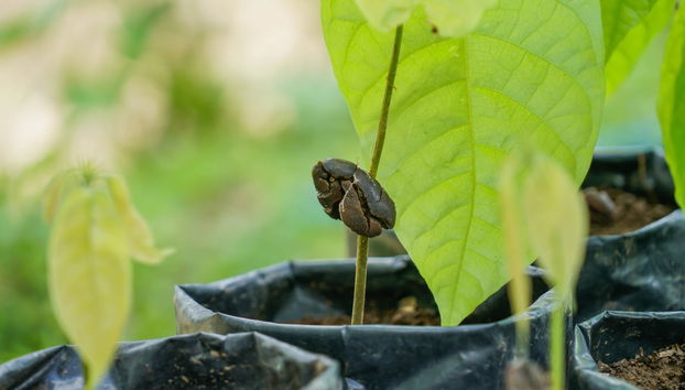 Tour del café y el chocolate - Foto 4