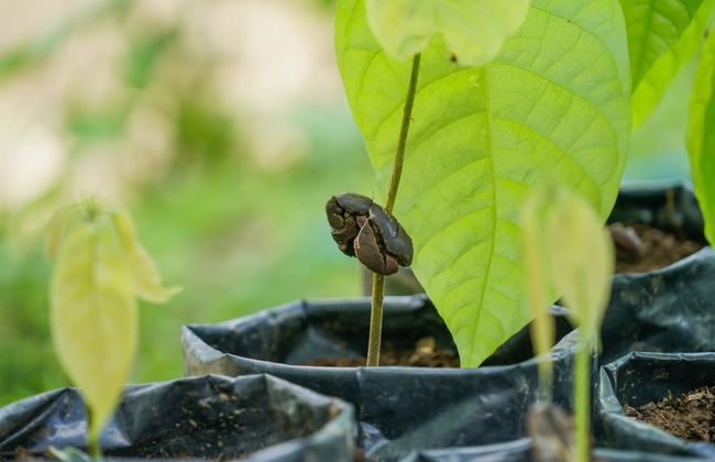 Tour del café y el chocolate - Foto 4