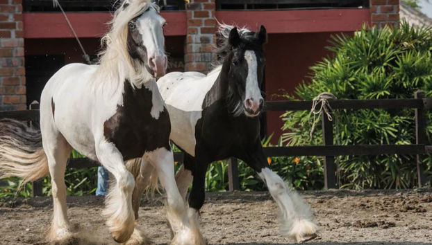 Una pareja de caballos en el Parque Panaca
