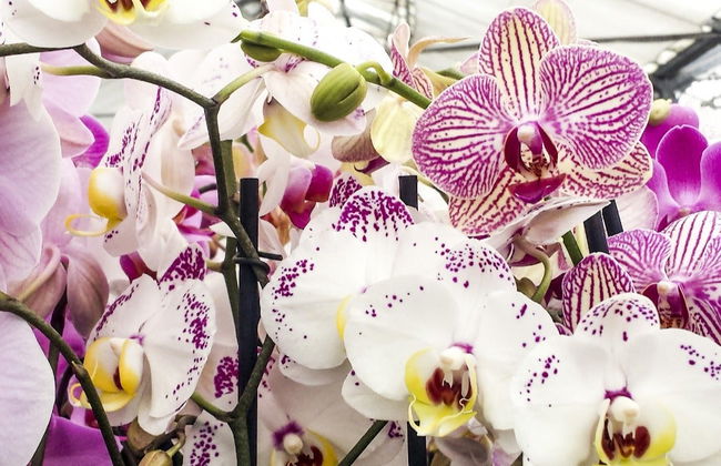 Tour de las orquídeas - Foto 6