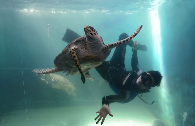 Tour por Mazatlán + Acuario - Foto 3
