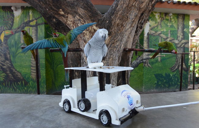 Tour por Mazatlán + Acuario - Foto 6