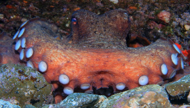 Los Cristianos Beginners Scuba Diving Lesson - Photo 4