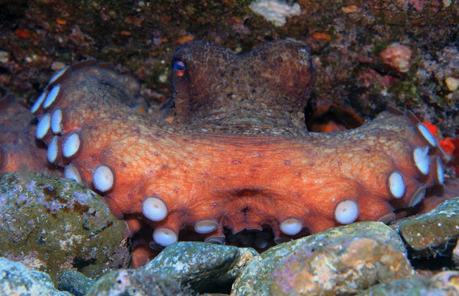 Los Cristianos Beginners Scuba Diving Lesson - Foto 4