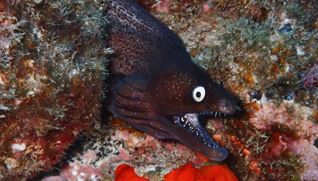 Los Cristianos Beginners Scuba Diving Lesson - Photo 3
