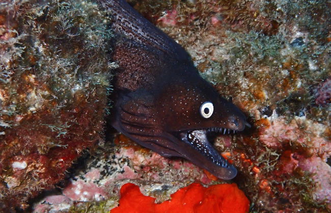 Los Cristianos Beginners Scuba Diving Lesson - Foto 3