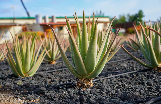 Tour en 4x4 por el norte de Fuerteventura - Foto 6