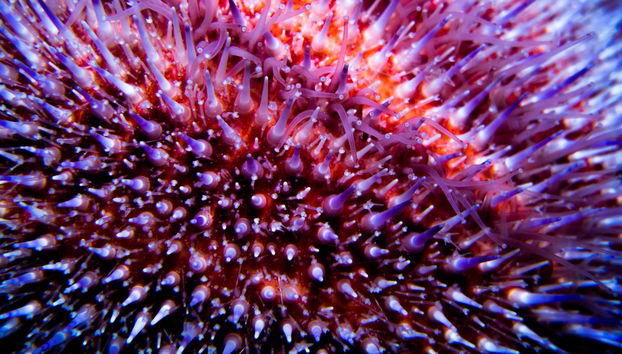 Baptême de plongée à Puerto Madryn - Photo 3