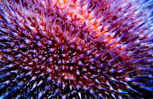 Baptême de plongée à Puerto Madryn - Photo 3