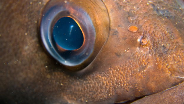 Baptême de plongée à Puerto Madryn - Photo 5