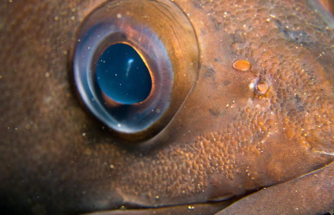 Baptême de plongée à Puerto Madryn - Photo 5