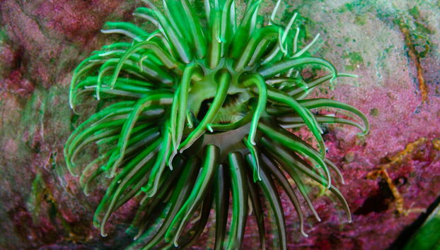 Baptême de plongée à Puerto Madryn - Photo 4