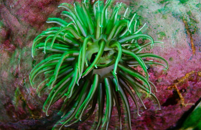 Baptême de plongée à Puerto Madryn - Photo 4